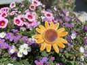 IMG_4817.jpg
