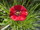 IMG_4789.jpg