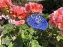 Fleur de bleuet en céramique
