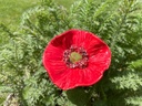 Coquelicot en céramique