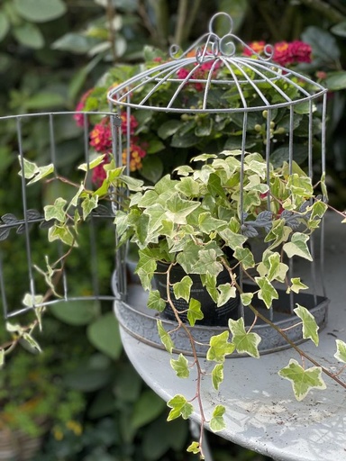 [93710] Cage à fleurs suspendue